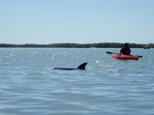 Dolphins swimming alongside a man kayaking