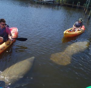 Two men kayaking with manatees